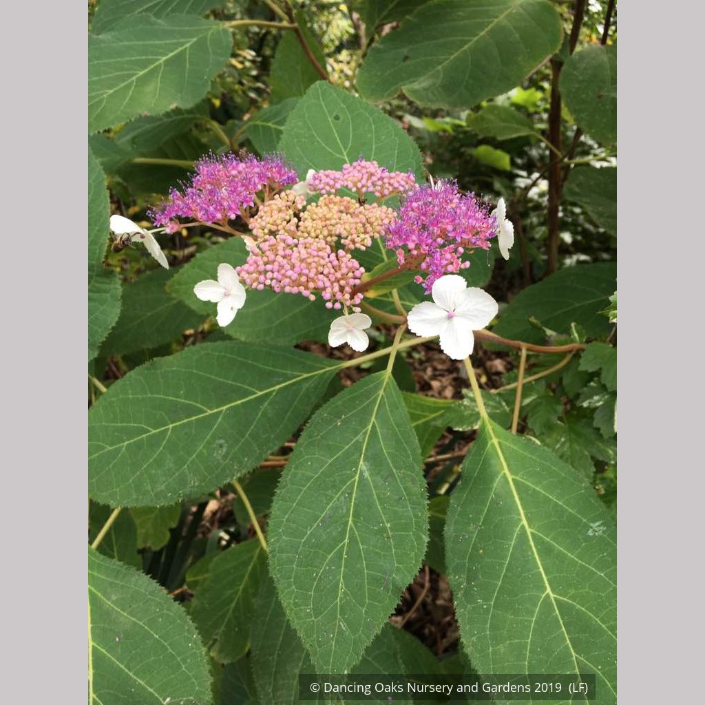 Hydrangea aspera ssp. kawakamii DJHT 7051, Lace Cap Hydrangea Hydrangea aspera ssp. kawakamii DJHT 7051, Lace Cap Hydrangea