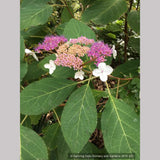 Shrubs ~ Hydrangea aspera 'Kawakamii', Lace Cap Hydrangea ~ Dancing Oaks Nursery and Gardens ~ Retail Nursery ~ Mail Order Nursery