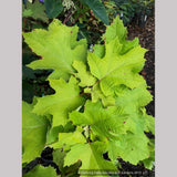 Shrubs ~ Hydrangea quercifolia 'Little Honey', Oak Leaf Hydrangea ~ Dancing Oaks Nursery and Gardens ~ Retail Nursery ~ Mail Order Nursery