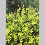 Hypericum x inodorum 'Summergold', Golden St. Johnswort