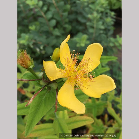 Perennials ~ Hypericum ascyron (syn. pyramidatum), Giant St. John's Wort ~ Dancing Oaks Nursery and Gardens ~ Retail Nursery ~ Mail Order Nursery