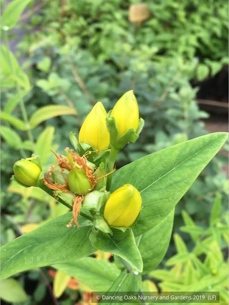 Perennials ~ Hypericum ascyron (syn. pyramidatum), Giant St. John's Wort ~ Dancing Oaks Nursery and Gardens ~ Retail Nursery ~ Mail Order Nursery