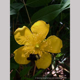 Shrubs ~ Hypericum henryi ssp. uraloides, Shrubby St John's Wort ~ Dancing Oaks Nursery and Gardens ~ Retail Nursery ~ Mail Order Nursery