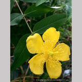 Shrubs ~ Hypericum henryi ssp. uraloides, Shrubby St John's Wort ~ Dancing Oaks Nursery and Gardens ~ Retail Nursery ~ Mail Order Nursery