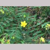 Shrubs ~ Hypericum henryi ssp. uraloides, Shrubby St John's Wort ~ Dancing Oaks Nursery and Gardens ~ Retail Nursery ~ Mail Order Nursery