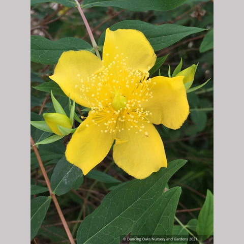 Shrubs ~ Hypericum henryi ssp. uraloides, Shrubby St John's Wort ~ Dancing Oaks Nursery and Gardens ~ Retail Nursery ~ Mail Order Nursery