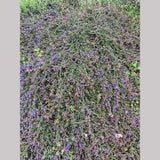Shrubs ~ Ceanothus 'Centennial', California Lilac ~ Dancing Oaks Nursery and Gardens ~ Retail Nursery ~ Mail Order Nursery