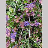 Shrubs ~ Ceanothus 'Centennial', California Lilac ~ Dancing Oaks Nursery and Gardens ~ Retail Nursery ~ Mail Order Nursery