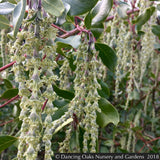 Shrubs ~ Garrya fremontii, Bear Brush or Fremont Silktassel ~ Dancing Oaks Nursery and Gardens ~ Retail Nursery ~ Mail Order Nursery
