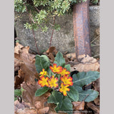 Perennials ~ Primula 'Oak Leaf Yellow Picotee', Primrose ~ Dancing Oaks Nursery and Gardens ~ Retail Nursery ~ Mail Order Nursery