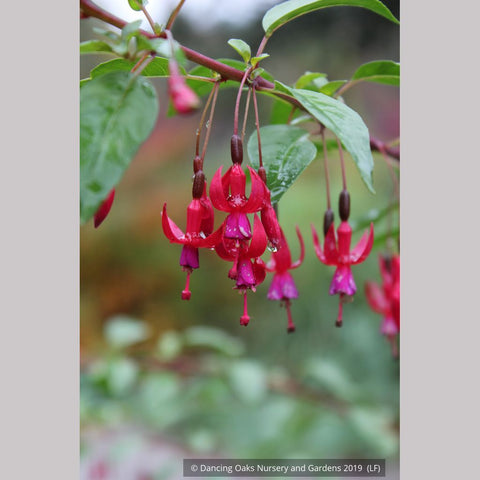 Perennials ~ Fuchsia 'Rosea', Hardy Fuchsia ~ Dancing Oaks Nursery and Gardens ~ Retail Nursery ~ Mail Order Nursery
