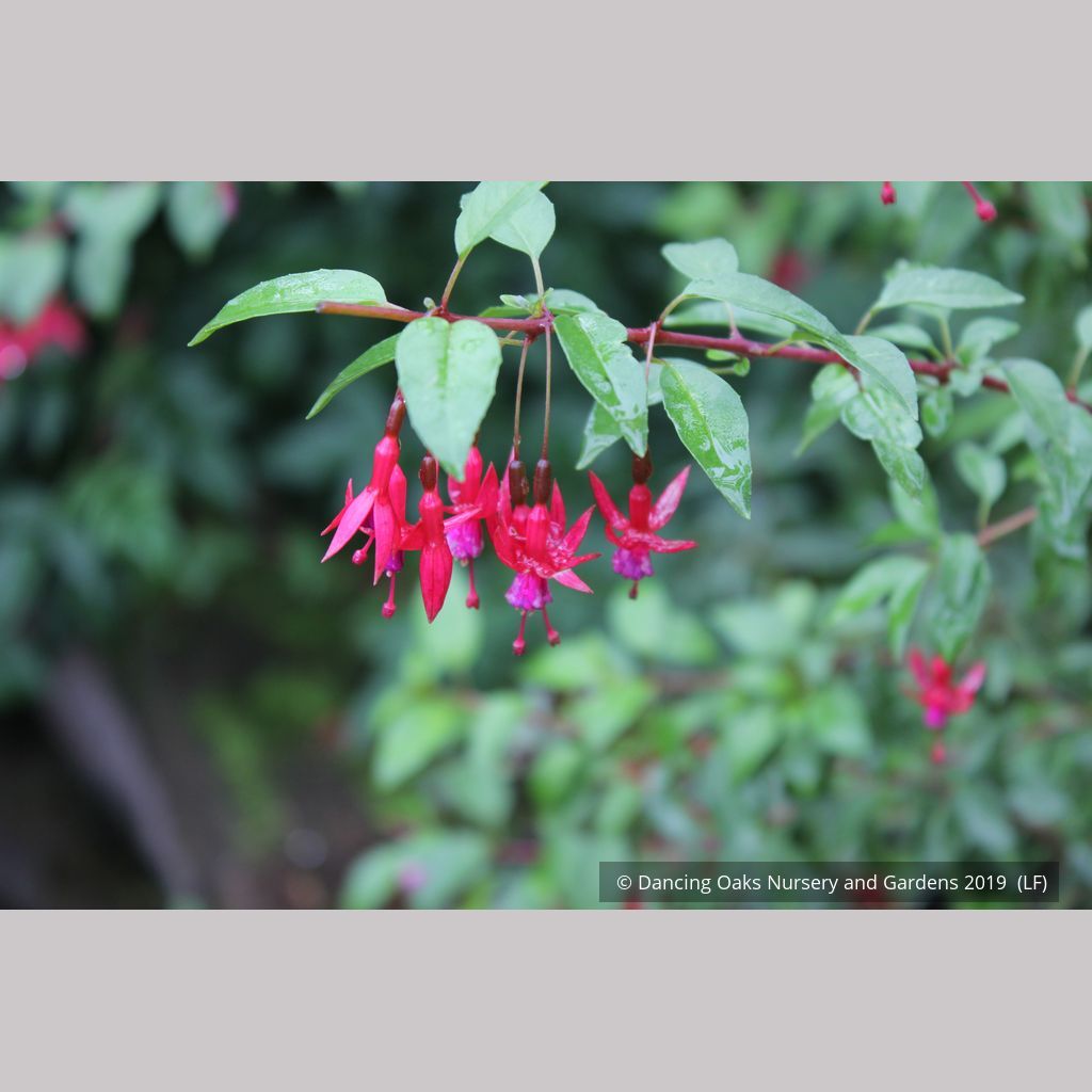 Fuchsia 'Rosea', Hardy Fuchsia – Dancing Oaks Nursery and Gardens
