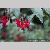 Perennials ~ Fuchsia 'Rosea', Hardy Fuchsia ~ Dancing Oaks Nursery and Gardens ~ Retail Nursery ~ Mail Order Nursery