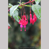 Perennials ~ Fuchsia 'Rosea', Hardy Fuchsia ~ Dancing Oaks Nursery and Gardens ~ Retail Nursery ~ Mail Order Nursery