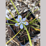 Perennials ~ Iris henryi - Clone #1, Chinese Woodland Iris ~ Dancing Oaks Nursery and Gardens ~ Retail Nursery ~ Mail Order Nursery