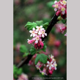 Shrubs ~ Ribes malvaceum, Chaparral Currant ~ Dancing Oaks Nursery and Gardens ~ Retail Nursery ~ Mail Order Nursery
