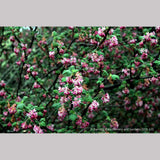 Shrubs ~ Ribes malvaceum, Chaparral Currant ~ Dancing Oaks Nursery and Gardens ~ Retail Nursery ~ Mail Order Nursery