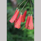 Vines ~ Bomarea caldasii ~ Dancing Oaks Nursery and Gardens ~ Retail Nursery ~ Mail Order Nursery