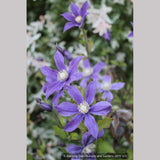 Shrubs ~ Clematis 'Arabella' ~ Dancing Oaks Nursery and Gardens ~ Retail Nursery ~ Mail Order Nursery