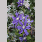Shrubs ~ Clematis 'Arabella' ~ Dancing Oaks Nursery and Gardens ~ Retail Nursery ~ Mail Order Nursery
