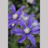 Shrubs ~ Clematis 'Arabella' ~ Dancing Oaks Nursery and Gardens ~ Retail Nursery ~ Mail Order Nursery