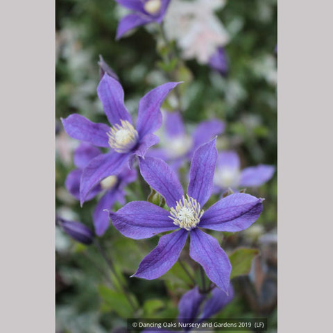 Shrubs ~ Clematis 'Arabella' ~ Dancing Oaks Nursery and Gardens ~ Retail Nursery ~ Mail Order Nursery