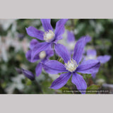 Shrubs ~ Clematis 'Arabella' ~ Dancing Oaks Nursery and Gardens ~ Retail Nursery ~ Mail Order Nursery
