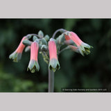 Bulbs & Tubers ~ Alstroemeria isabellana, Peruvian Lily ~ Dancing Oaks Nursery and Gardens ~ Retail Nursery ~ Mail Order Nursery
