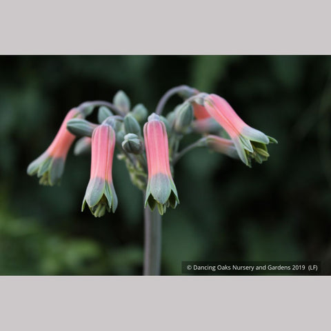 Bulbs & Tubers ~ Alstroemeria isabellana, Peruvian Lily ~ Dancing Oaks Nursery and Gardens ~ Retail Nursery ~ Mail Order Nursery
