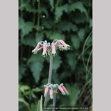 Bulbs & Tubers ~ Alstroemeria isabellana, Peruvian Lily ~ Dancing Oaks Nursery and Gardens ~ Retail Nursery ~ Mail Order Nursery