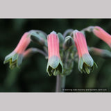 Bulbs & Tubers ~ Alstroemeria isabellana, Peruvian Lily ~ Dancing Oaks Nursery and Gardens ~ Retail Nursery ~ Mail Order Nursery