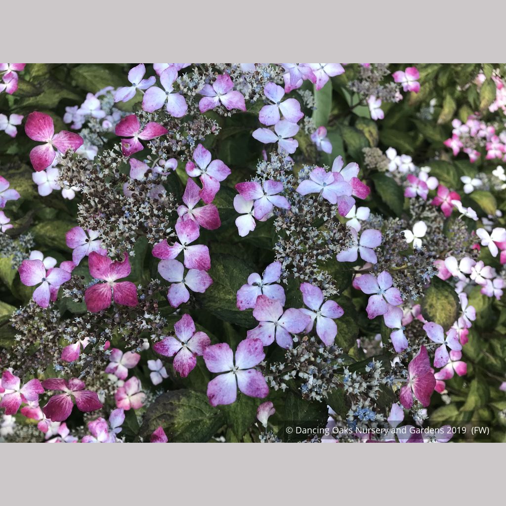 Hydrangea serrata 'Omacha Nishiki', Variegated Hydrangea – Dancing