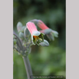 Bulbs & Tubers ~ Alstroemeria isabellana, Peruvian Lily ~ Dancing Oaks Nursery and Gardens ~ Retail Nursery ~ Mail Order Nursery