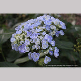 Shrubs ~ Hydrangea macrophylla 'Ayesha', Mophead Hydrangea ~ Dancing Oaks Nursery and Gardens ~ Retail Nursery ~ Mail Order Nursery