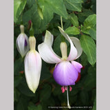 Perennials ~ Fuchsia 'Delta's Sarah', Hardy Fuchsia ~ Dancing Oaks Nursery and Gardens ~ Retail Nursery ~ Mail Order Nursery