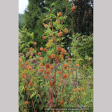 Perennials ~ Glycyrrhiza echinata, Chinese Licorice ~ Dancing Oaks Nursery and Gardens ~ Retail Nursery ~ Mail Order Nursery