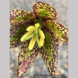 Bulbs & Tubers ~ Fritillaria affinis (F. lanceolata) , Chocolate Lily ~ Dancing Oaks Nursery and Gardens ~ Retail Nursery ~ Mail Order Nursery