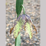 Bulbs & Tubers ~ Fritillaria affinis (F. lanceolata) , Chocolate Lily ~ Dancing Oaks Nursery and Gardens ~ Retail Nursery ~ Mail Order Nursery