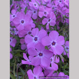 Perennials ~ Phlox × procumbens 'Pink Profusion' PP25883, Creeping Phlox ~ Dancing Oaks Nursery and Gardens ~ Retail Nursery ~ Mail Order Nursery