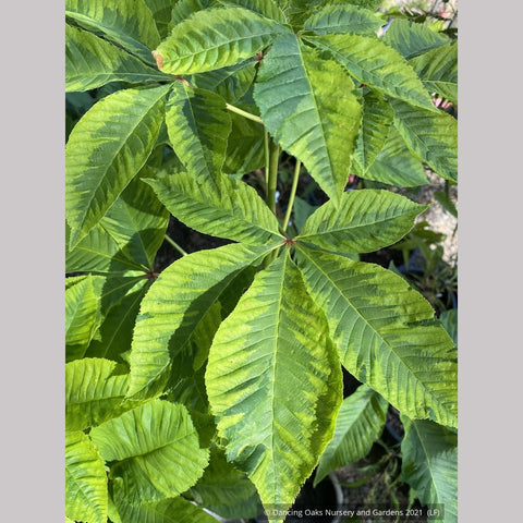 Trees ~ Aesculus x carnea 'Aureomarginata', Variegated Red Horsechestnut ~ Dancing Oaks Nursery and Gardens ~ Retail Nursery ~ Mail Order Nursery