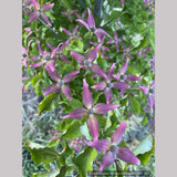 Trees ~ Cornus kousa Scarlet Fire® 'Rutpink', Scarlet Fire Dogwood ~ Dancing Oaks Nursery and Gardens ~ Retail Nursery ~ Mail Order Nursery