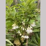 Trees ~ Styrax japonicus 'Snow Drops', Dwarf Japanese Snowbell ~ Dancing Oaks Nursery and Gardens ~ Retail Nursery ~ Mail Order Nursery