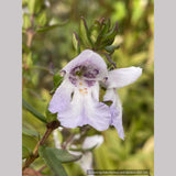 Shrubs ~ Prostanthera cuneata 'Badja Peak', Mint Bush ~ Dancing Oaks Nursery and Gardens ~ Retail Nursery ~ Mail Order Nursery