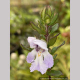 Shrubs ~ Prostanthera cuneata 'Badja Peak', Mint Bush ~ Dancing Oaks Nursery and Gardens ~ Retail Nursery ~ Mail Order Nursery