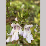 Shrubs ~ Prostanthera cuneata 'Badja Peak', Mint Bush ~ Dancing Oaks Nursery and Gardens ~ Retail Nursery ~ Mail Order Nursery