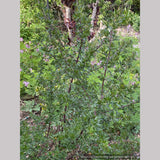 Shrubs ~ Prostanthera cuneata 'Badja Peak', Mint Bush ~ Dancing Oaks Nursery and Gardens ~ Retail Nursery ~ Mail Order Nursery
