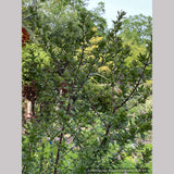 Shrubs ~ Prostanthera cuneata 'Badja Peak', Mint Bush ~ Dancing Oaks Nursery and Gardens ~ Retail Nursery ~ Mail Order Nursery