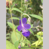 Shrubs ~ Trichostema 'Blue Bonnets', Blue Curls ~ Dancing Oaks Nursery and Gardens ~ Retail Nursery ~ Mail Order Nursery