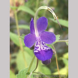 Shrubs ~ Trichostema 'Blue Bonnets', Blue Curls ~ Dancing Oaks Nursery and Gardens ~ Retail Nursery ~ Mail Order Nursery
