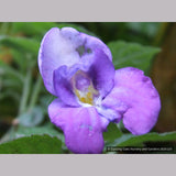 Perennials ~ Impatiens puberula ~ Dancing Oaks Nursery and Gardens ~ Retail Nursery ~ Mail Order Nursery